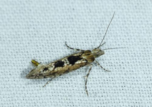 Ypsolopha vittella
